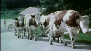 Troupeau de vaches Montbéliardes à Trépot pour la production de comté